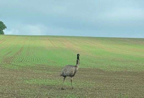 The emu has been pictured on the run in Iwade Road, near Sittingbourne