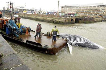 Dead whale being towed