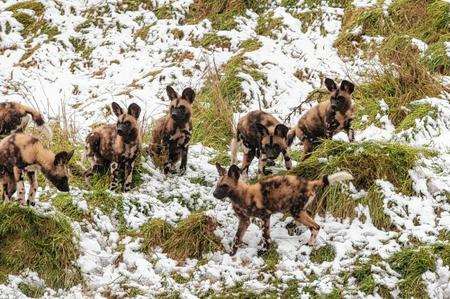 African Painted dogs pups settle in at Port Lympne. Picture: Dave Rolfe.