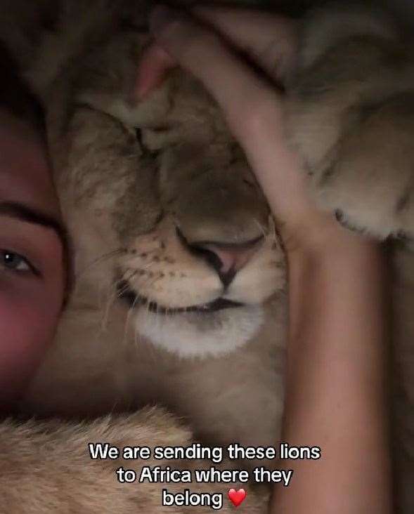 In the clip she is seen cuddling and stroking the large animal. Picture: Freya Aspinall on TikTok