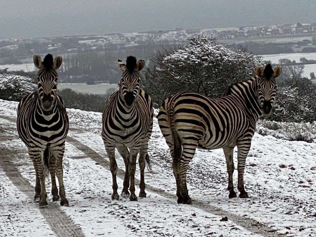 Port Lympne has been sharing photos of its animals in the snow. Pictures: David Rolfee/Port Lympne