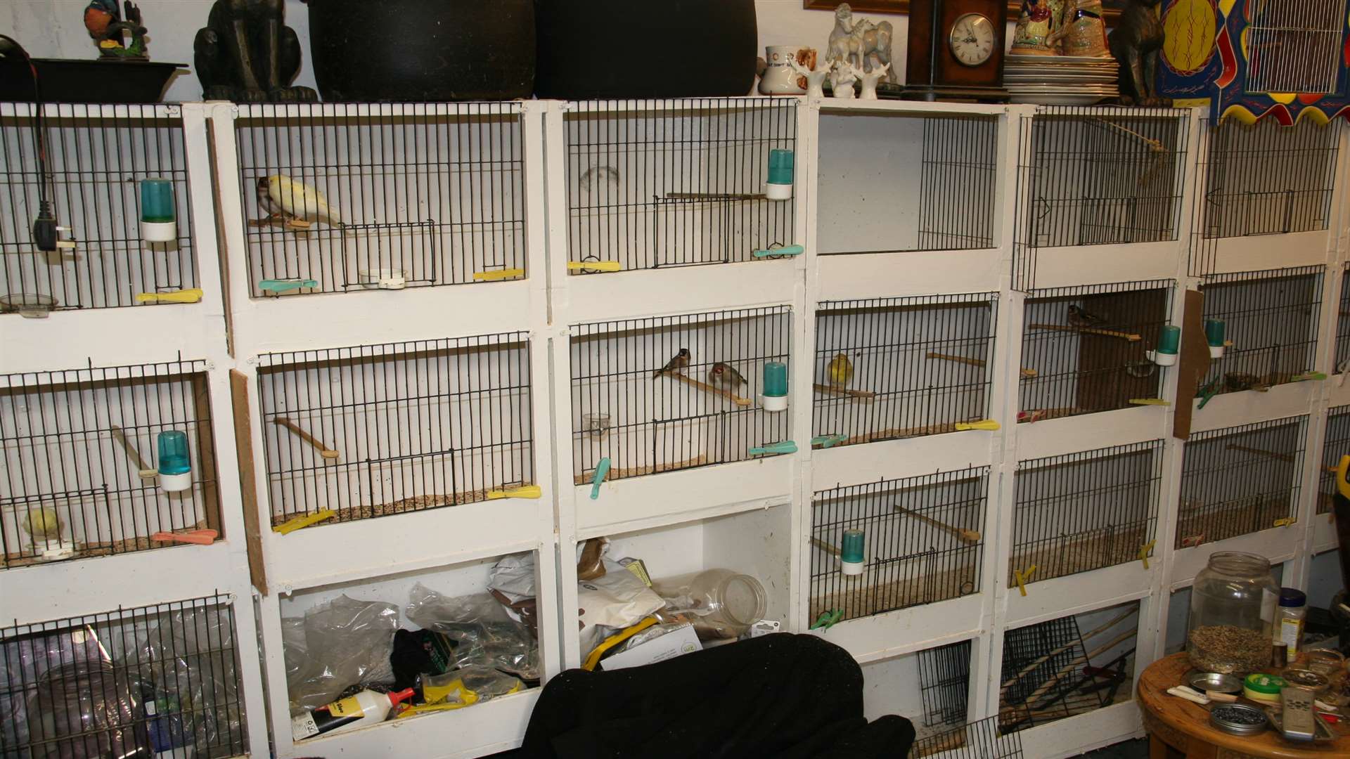 Birds were also found at the property. Picture: RSPCA.