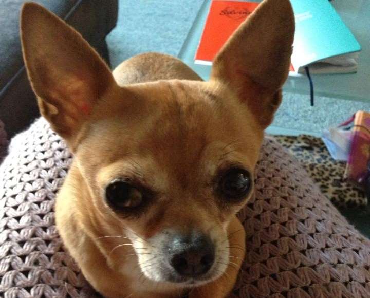 Otis the Chihuahua disappeared from a house in Herne Bay
