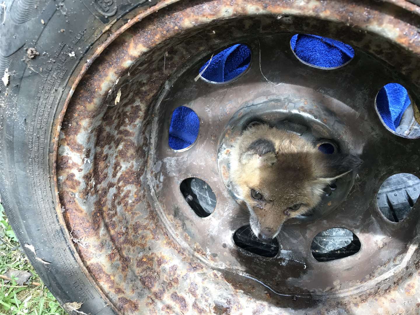 The fox cub with its head stuck through a car wheel. Images from RSPCA