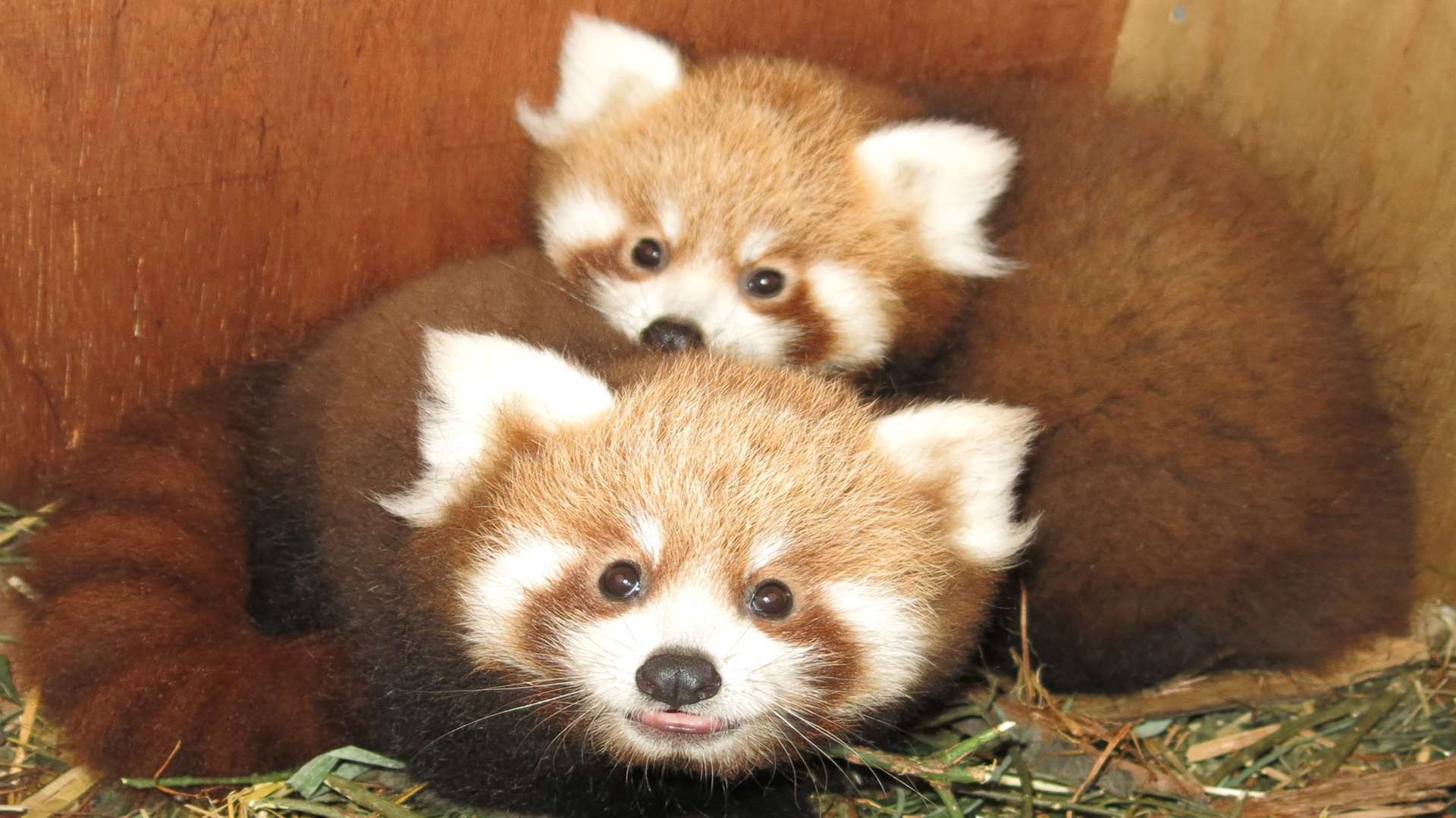 The two red panda cubs greet the world. Picture: Port Lympne Wild Animal Park