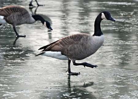 A Canada goose on frozen Mote Park Lake, Maidstone. Picture by Steve Lane, Tovil Green, Maidstone