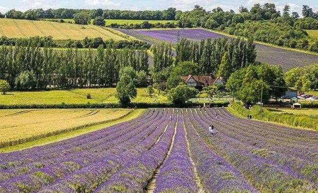 Lavender fields start to bloom in June. Picture: Castle Farm