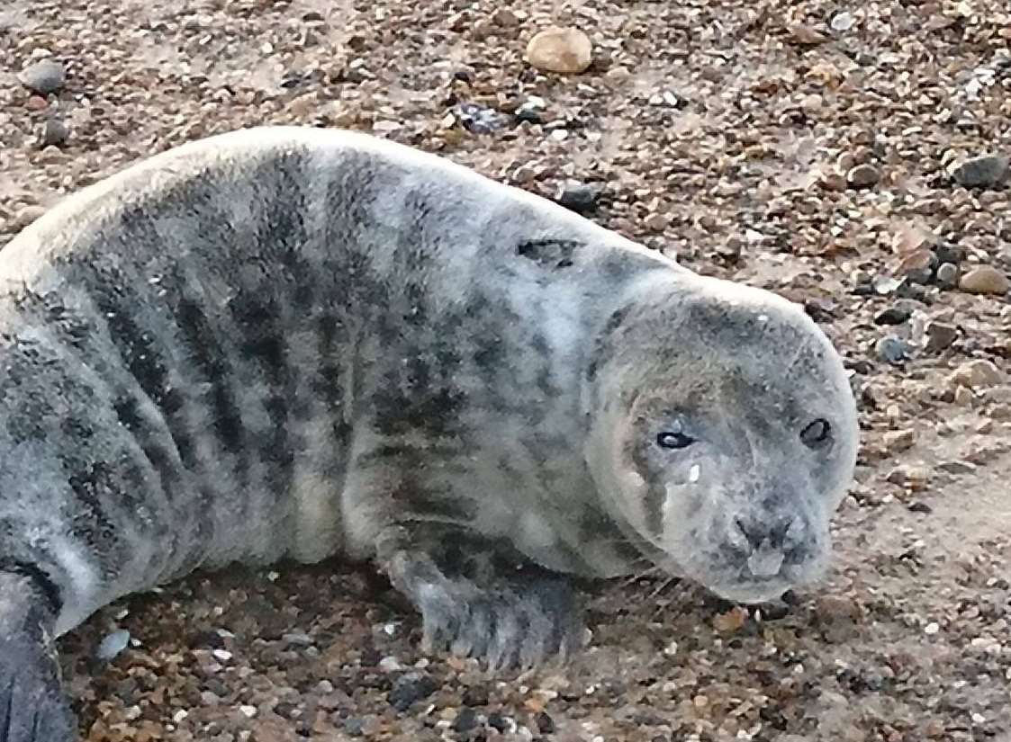 The seal had an infected eye, wound on its side and was 15 to 20 kilograms underweight