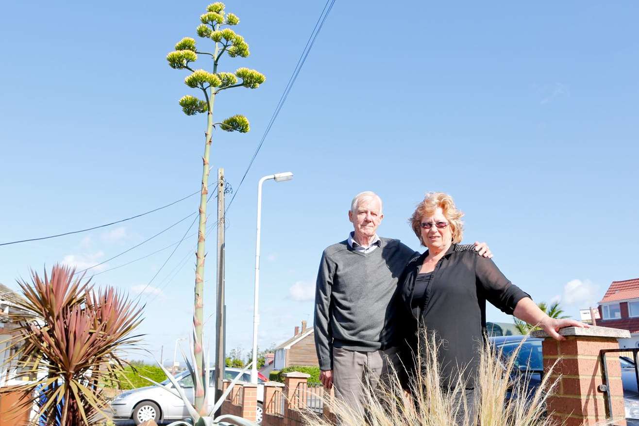 Minster couple David and Pauline Hallen with their agave