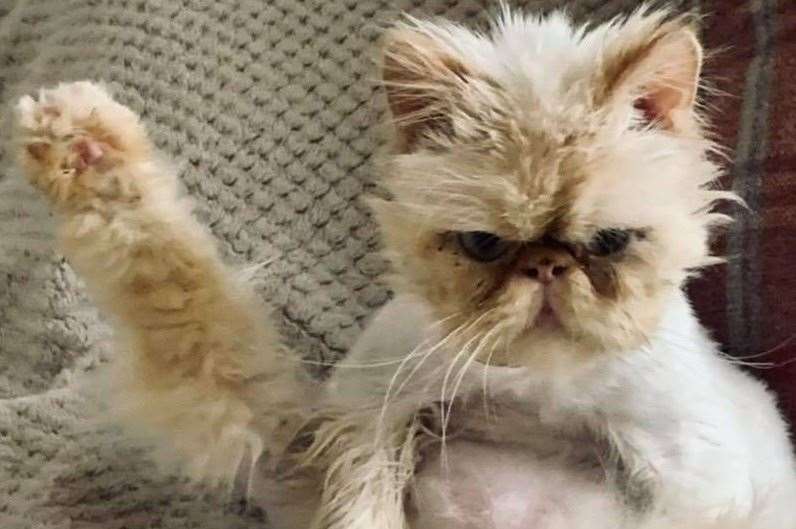 Arthur, the grumpy cat who 'stole many people's hearts' has been rushed to the vets. Picture: Wisteria Cat Rescue