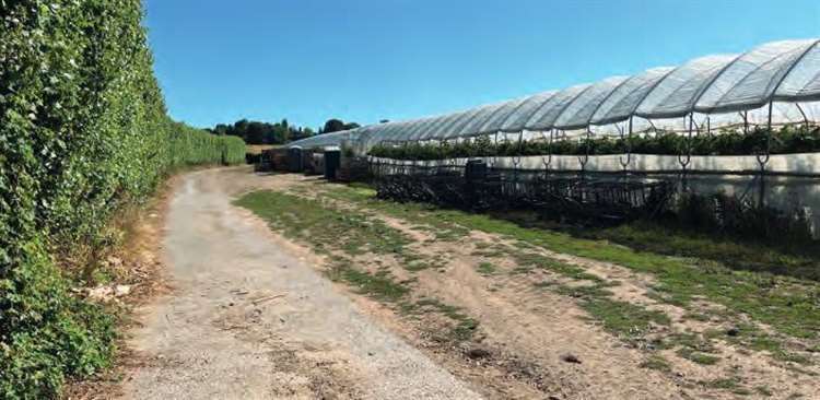 The land mainly consists of polytunnels for farming currently. Photo: Hallam Land Management and Broadway Malyan