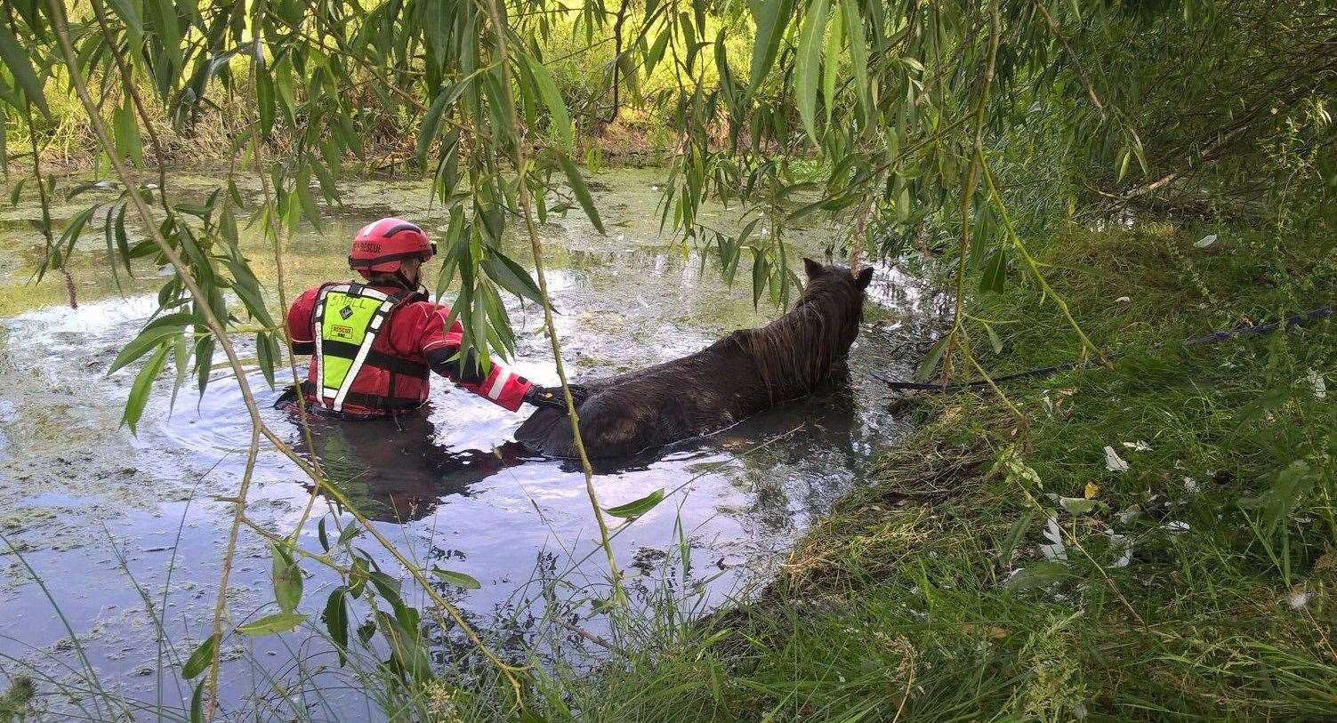 Molly being helped out of the water-filled ditch in Lower Road, near Teynham. Picture: Kent Fire and Rescue Service