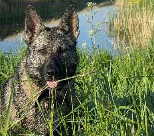 Police Dog Ciara helped search for the suspected fuel thieves. Picture: Kent Police