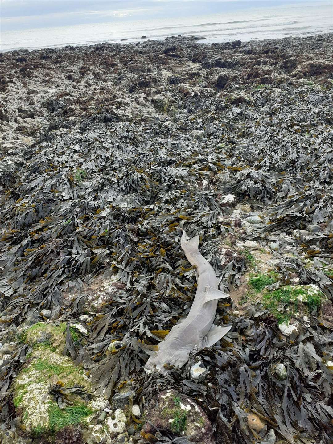 The shark, thought to be a smooth-hound, washed up on Ramsgate beach. Picture: Jan Dunn