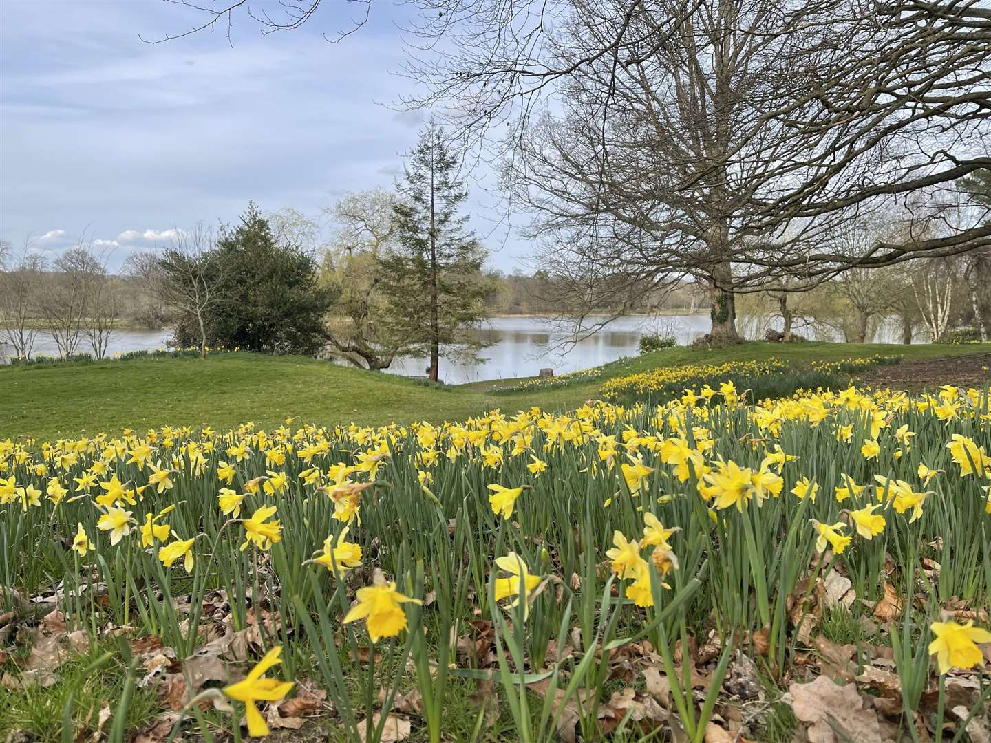 60,000 daffodils in bloom across the Estate in March and early April. Picture: Vikki Rimmer