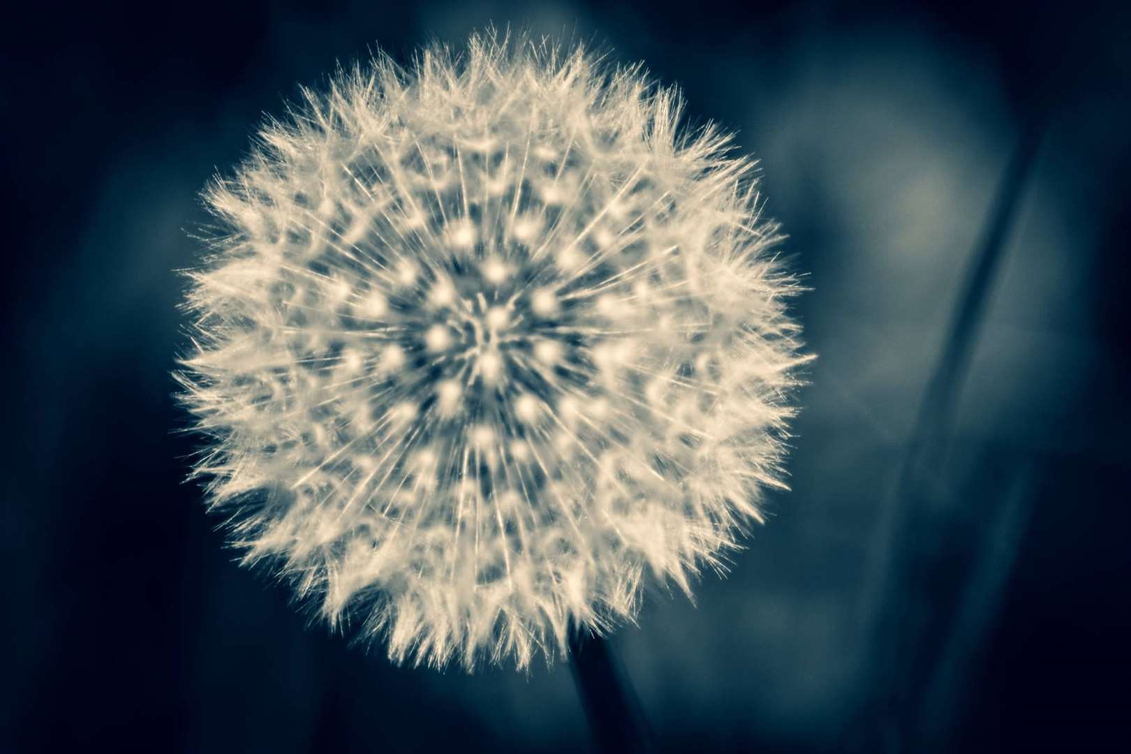 A photo of a dandelion at Ashenbank wood in Gravesend. Picture: Amy Manning