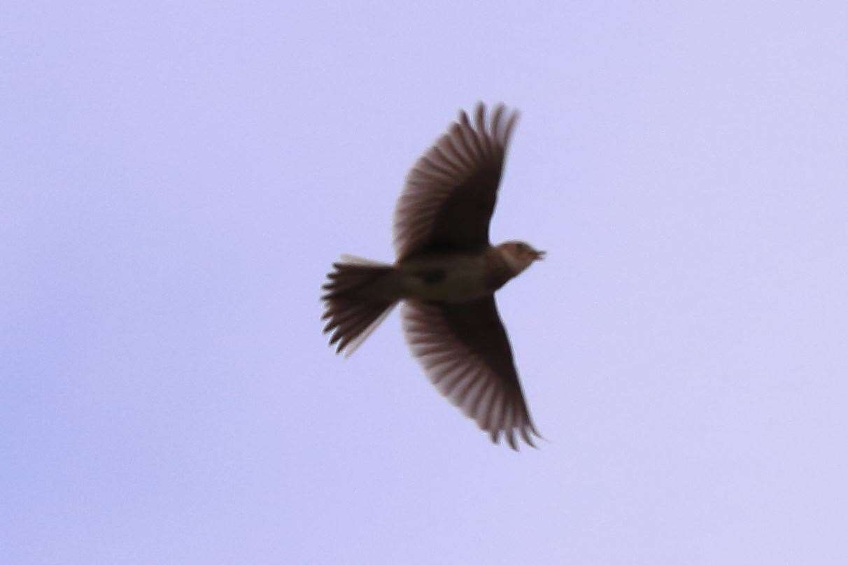 Skylark pictured over Sittingbourne field