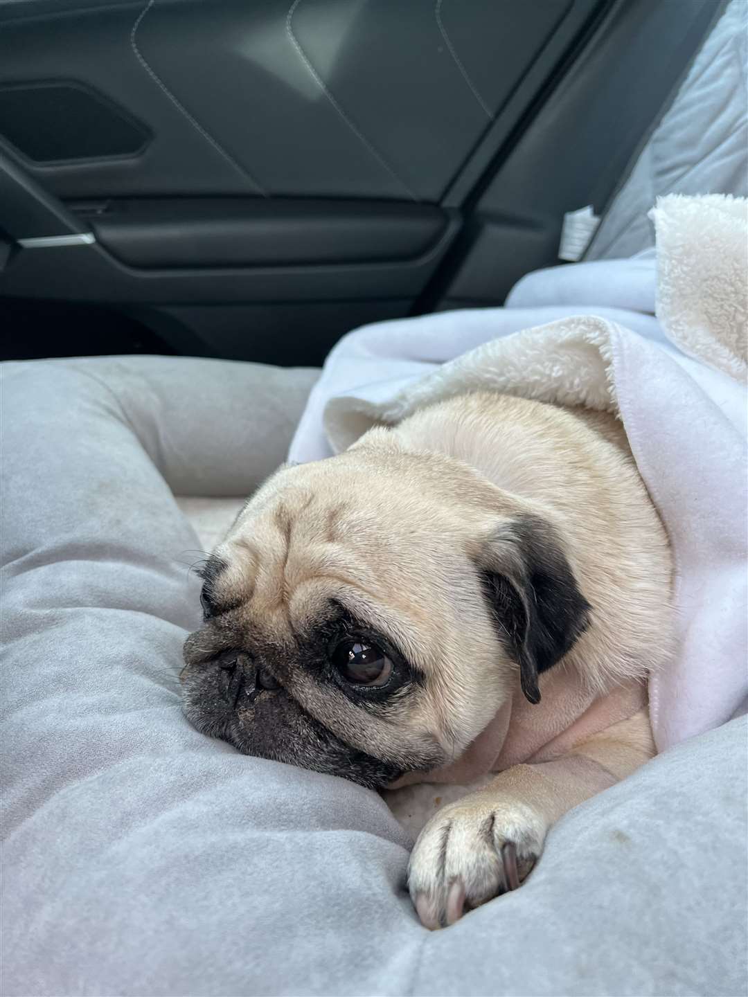 Puggy Smalls returning home for his recovery. Picture: Charlie Osman