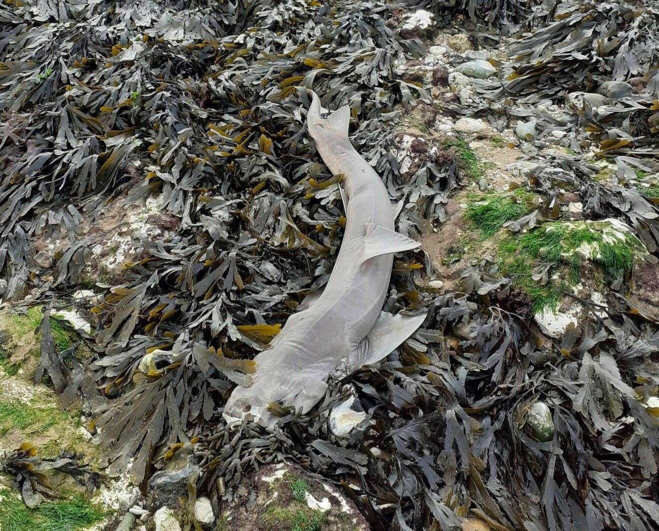 The shark, thought to be a smooth-hound, washed up on Ramsgate beach. Picture: Jan Dunn