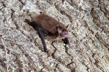 A Daubenton bat. Picture: Hugh Clark/Bat Conservation Trust