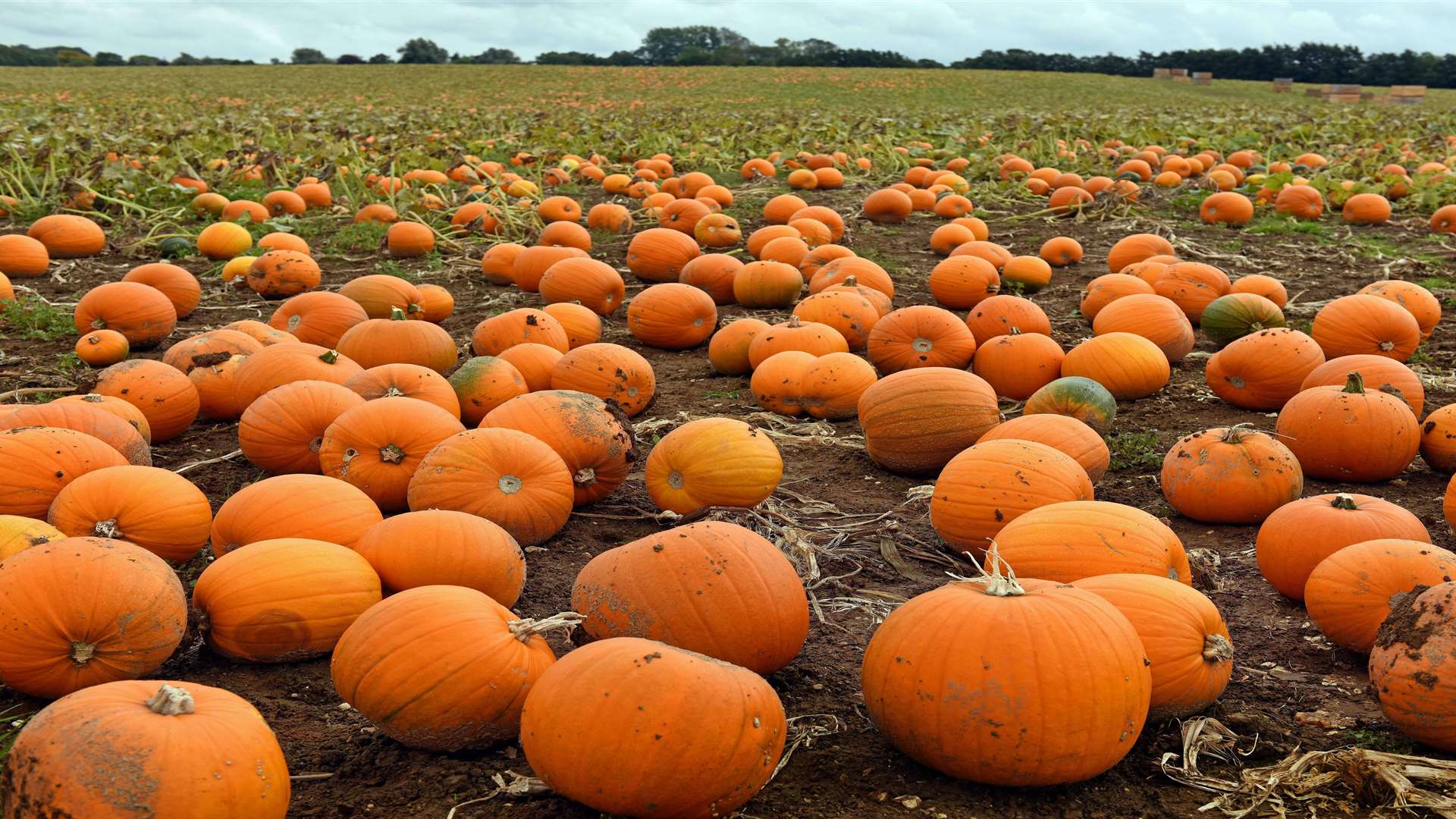 Dan Mackelden farm at Chart Sutton will supply Asda with more than a million pumpkins