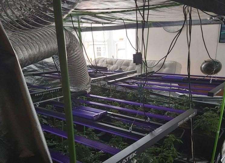Kent Police seized an estimated 200 marijuana plants from a high street house in Broadstairs. Photo: Kent Police