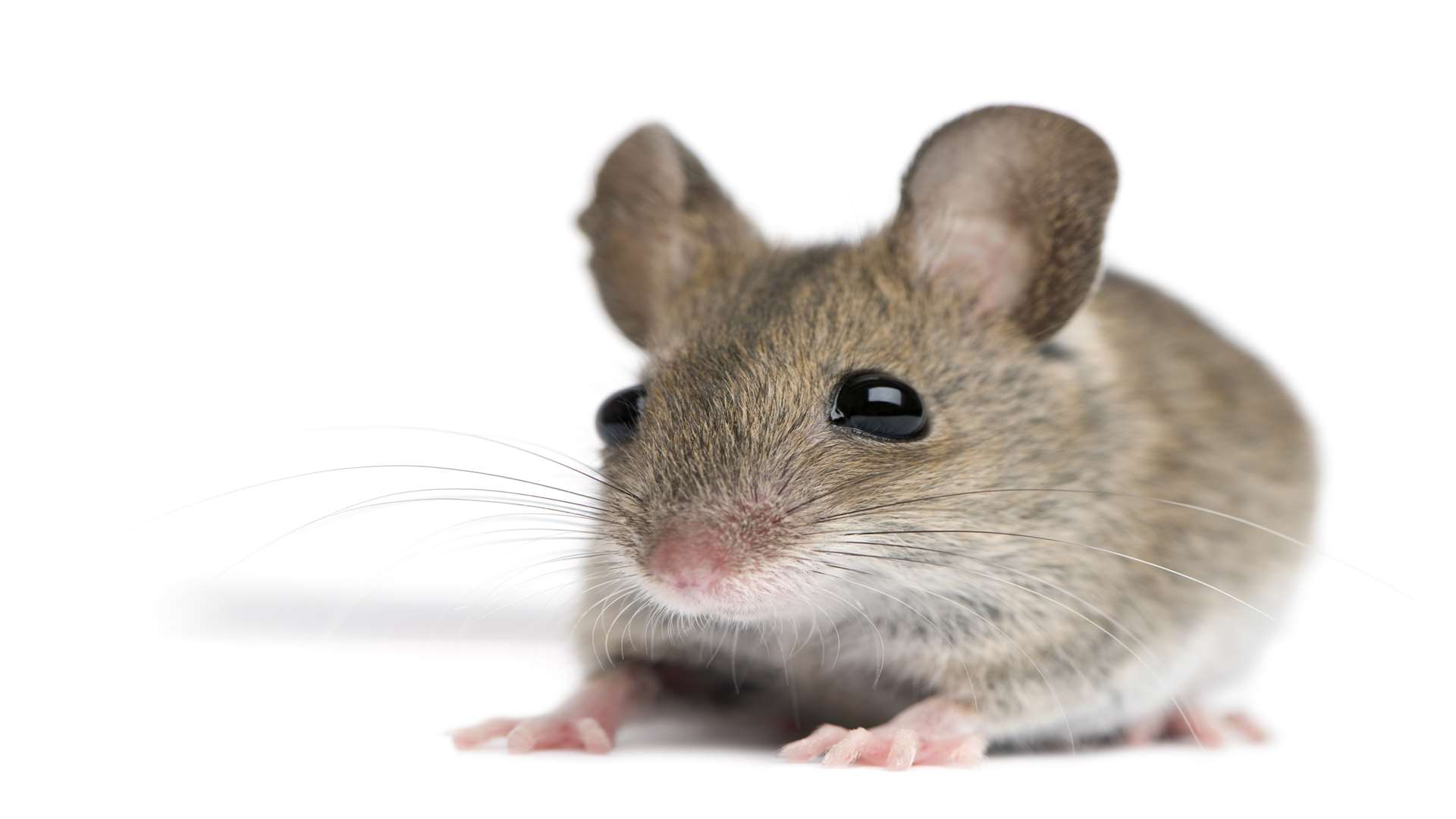 Машь имя. Акомис иглистая мышь. Мышата. Мышь PNG. Игольчатая мышь.