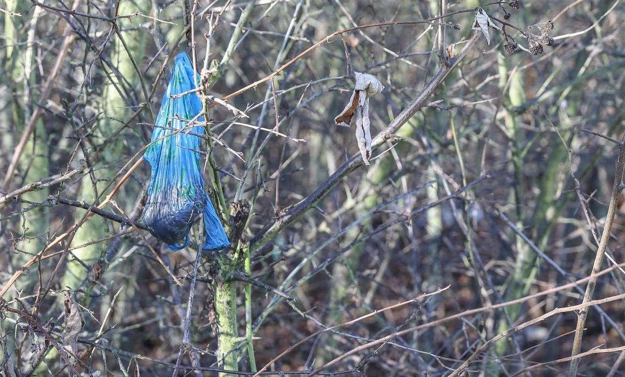 Revolting. Dog poo bags left hanging in the countryside