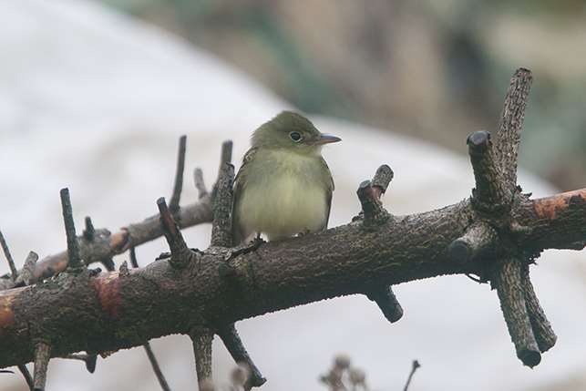 The Acadian flycatcher has been spotted in Dungeness. Martin Casemore captured these images of it on the beach and posted them on his blog. Picture: Martin Casemore