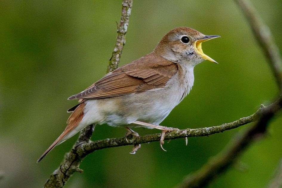 A nightingale in full song. Picture: Roger Wilmshurst