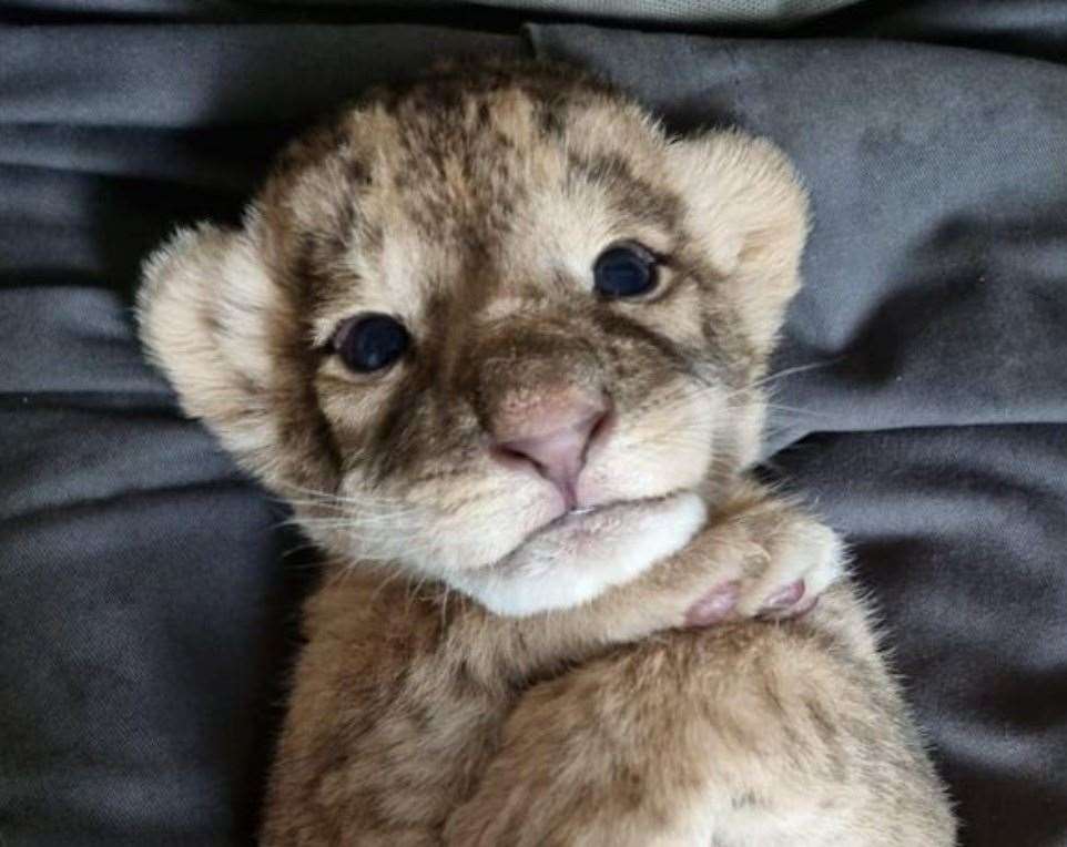 One of the lion cubs which is being hand-reared after its mum died at Howletts, near Canterbury. Picture: Damian Aspinall / Instagram