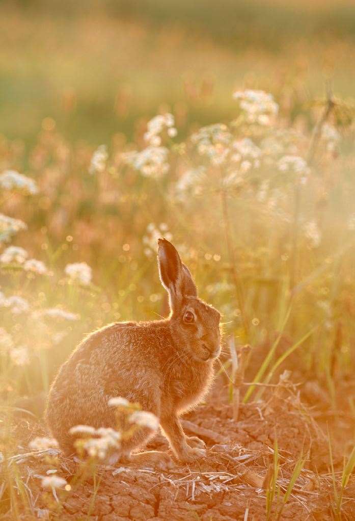 European brown hare, Lepus europaeus, among the wild parsley at Elmley Picture: Jodie Randall