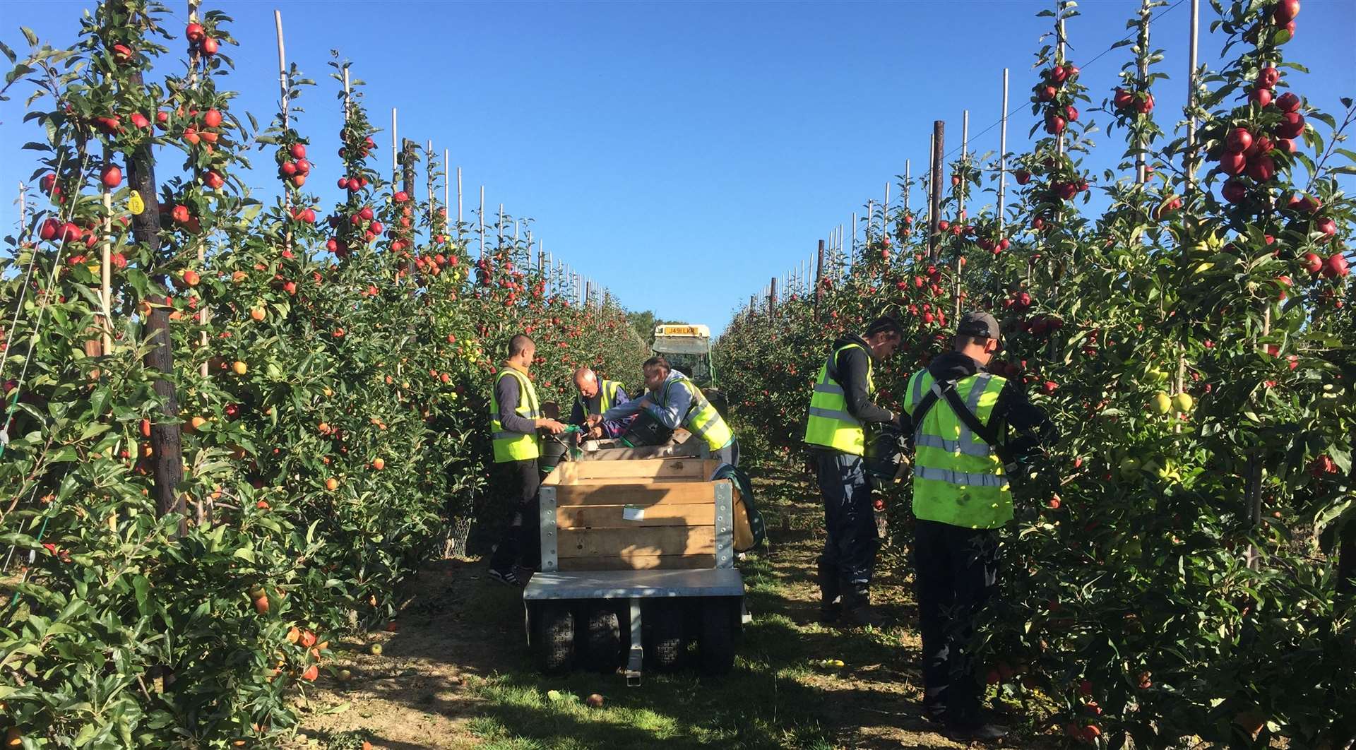 AC Goatham & Son’s modern commercial orchards in Kent providing the UK with quality apples and pears.