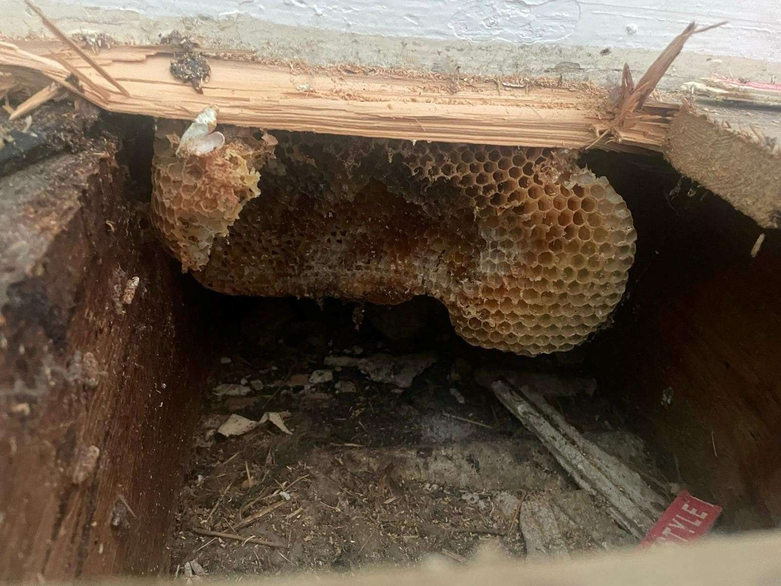 One of the huge pieces of honeycomb found under the floorboards of the home in Folkestone. Picture: SWNS