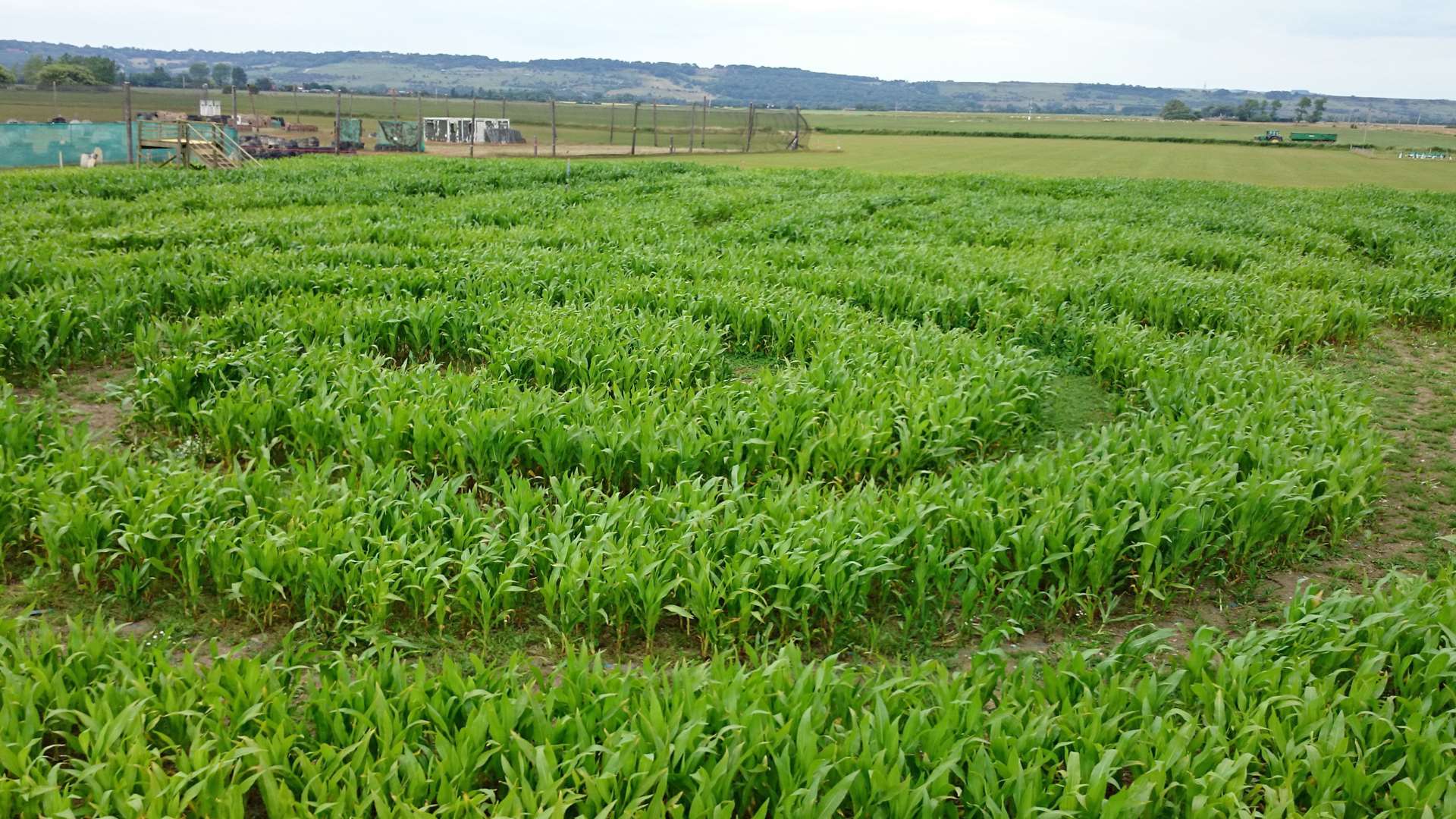The Maize Maze at Haguelands Village, near Dymchurch, takes shape