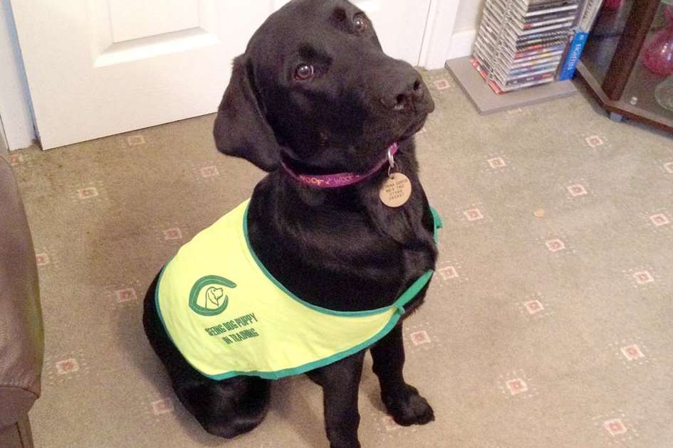 Terrified puppy Milo is training through the Seeing Dogs Alliance