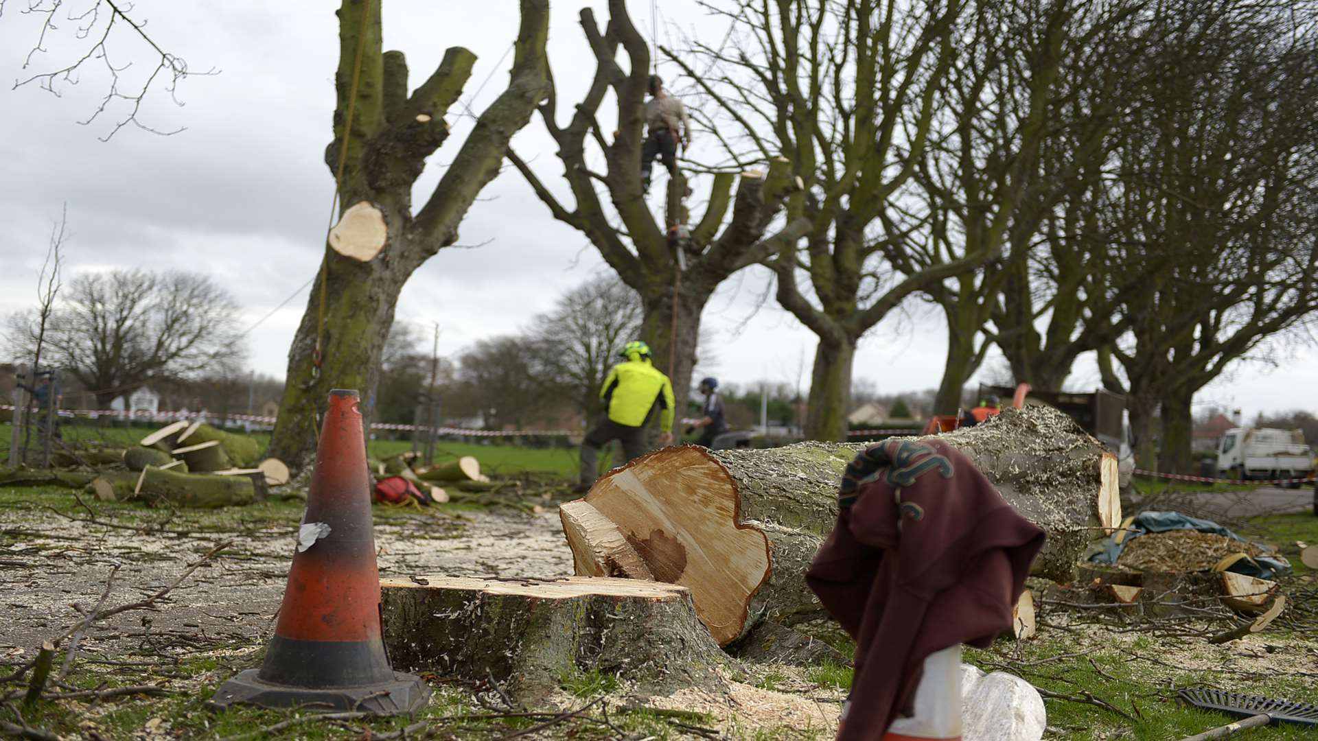 Contractors cutting down diseased trees in Herne Bay's Memorial Park in December
