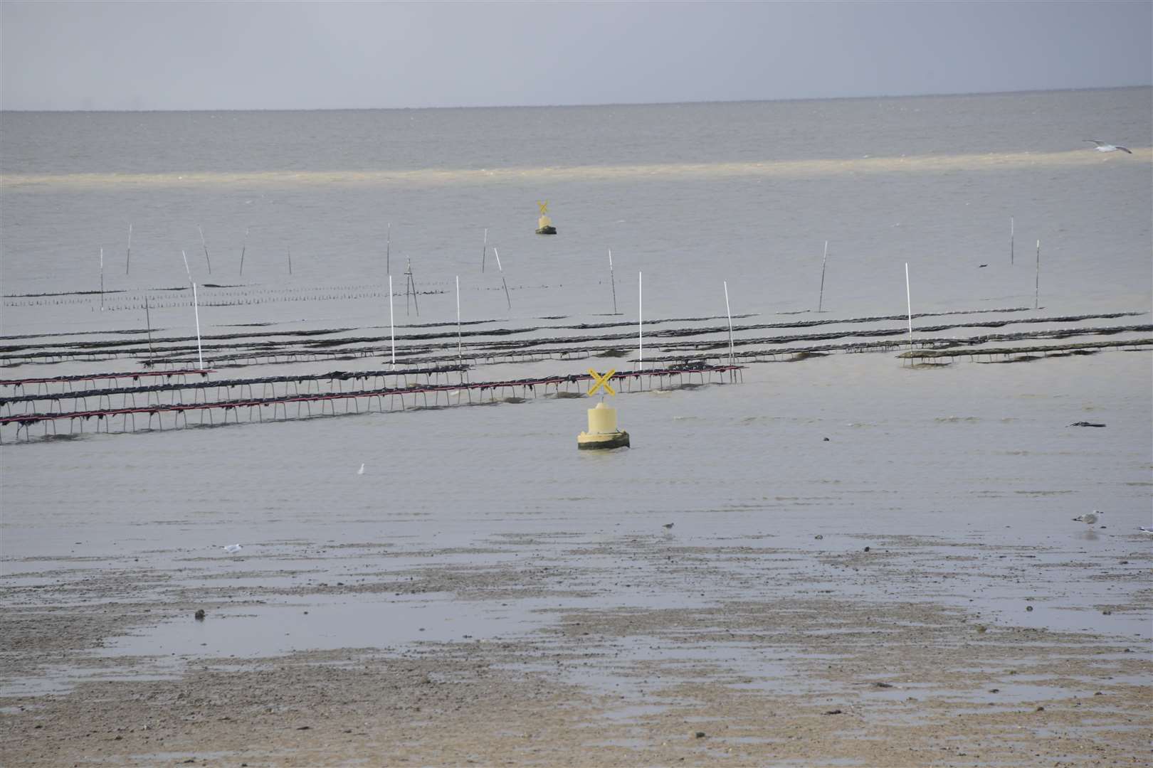 The Oyster Racks exposed at low tide