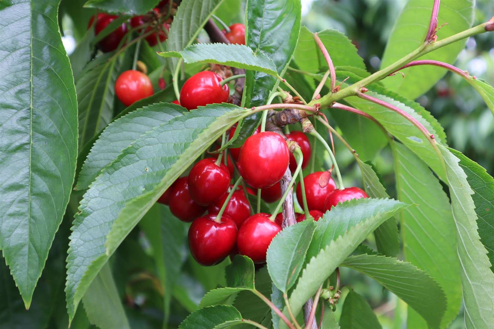 Cherries on a tree at Little Sharsted Farm