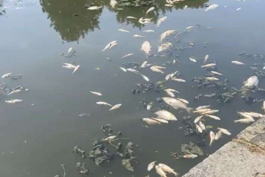 Scores of fish died in a pond in Lower Radnor Park in Folkestone this week. Picture: Phoenix Wood