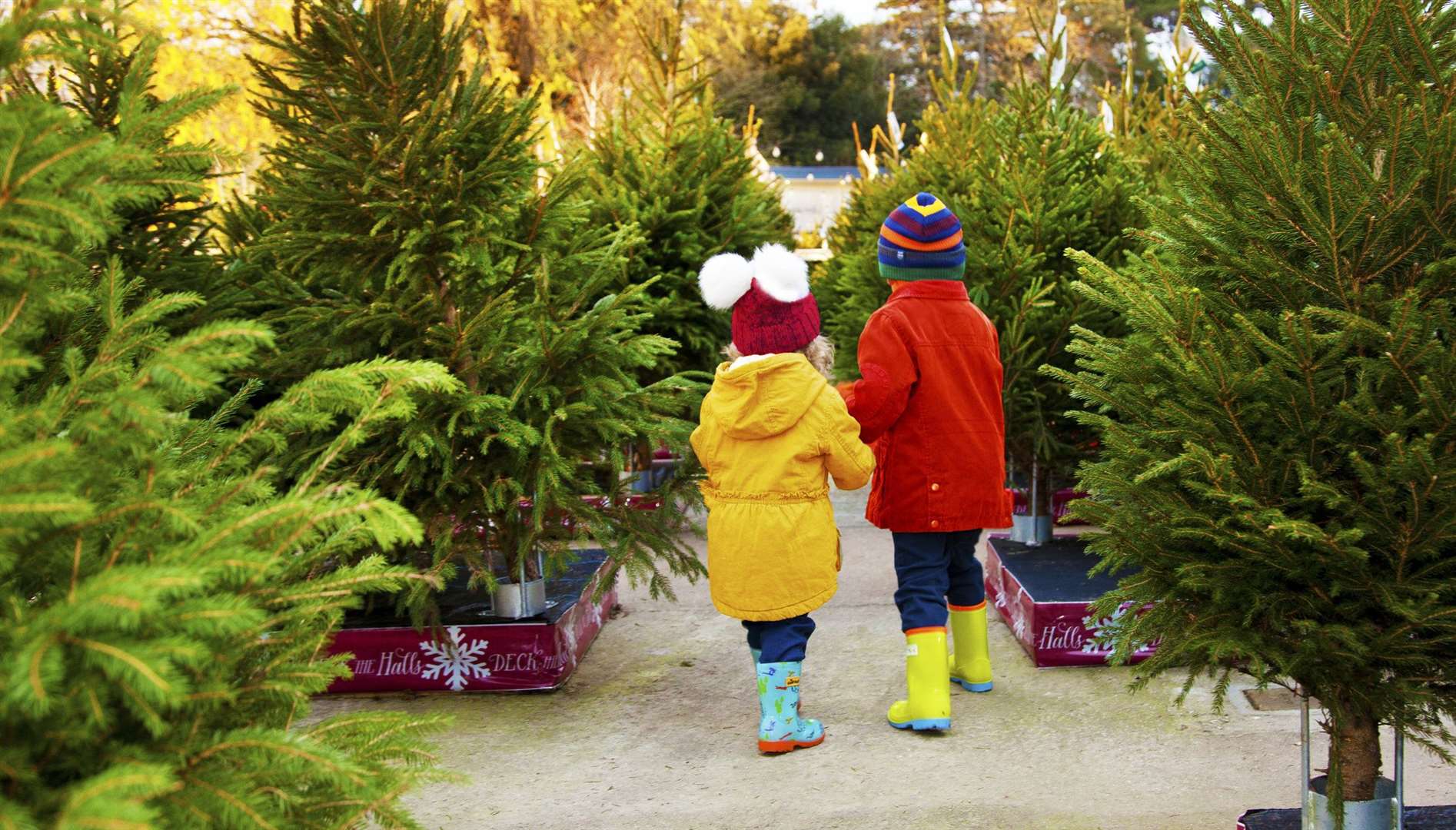 This Saturday and Sunday is predicted to be a popular time for finding a real Christmas tree