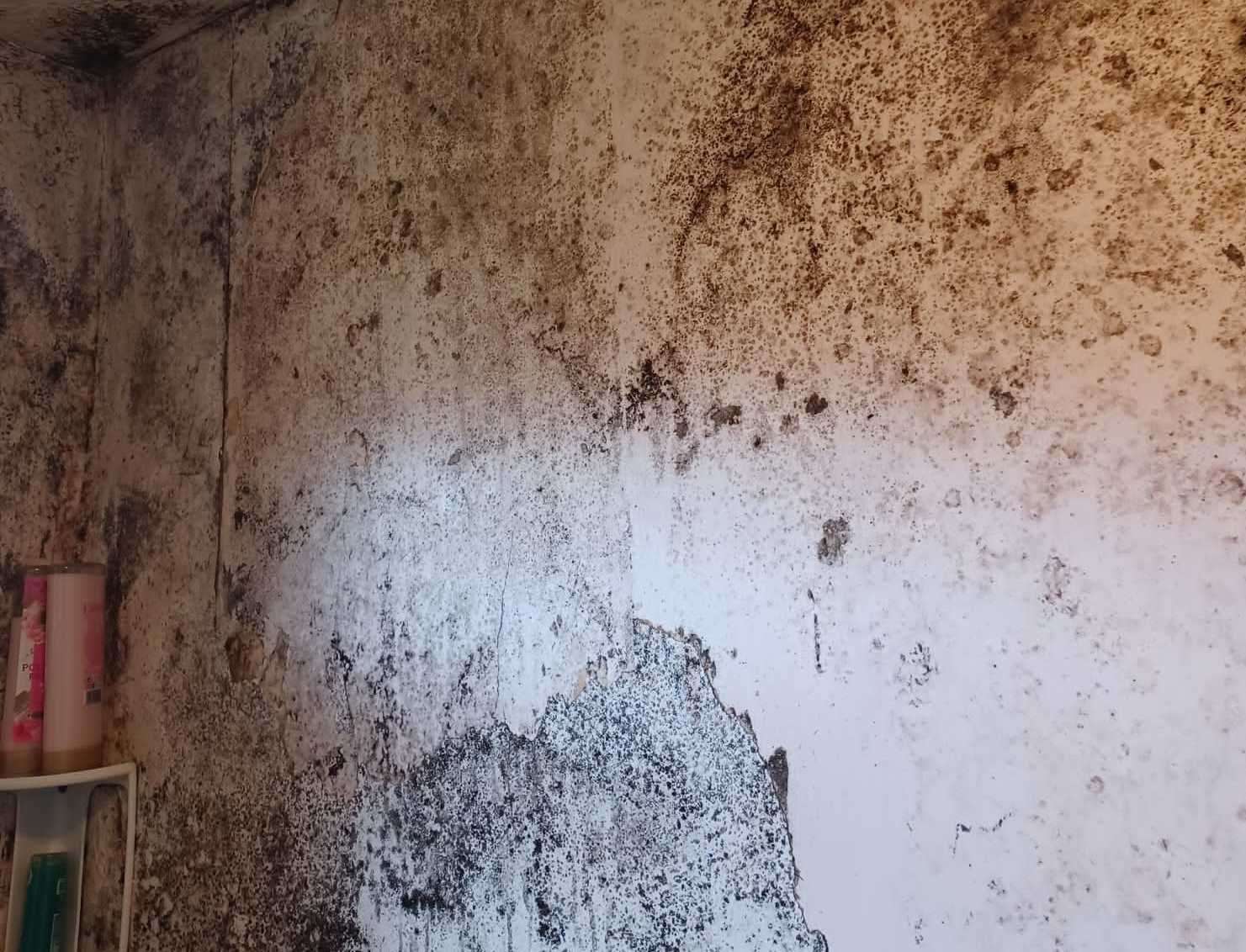 Mould on the wall of the bathroom. Picture: Emily Cave