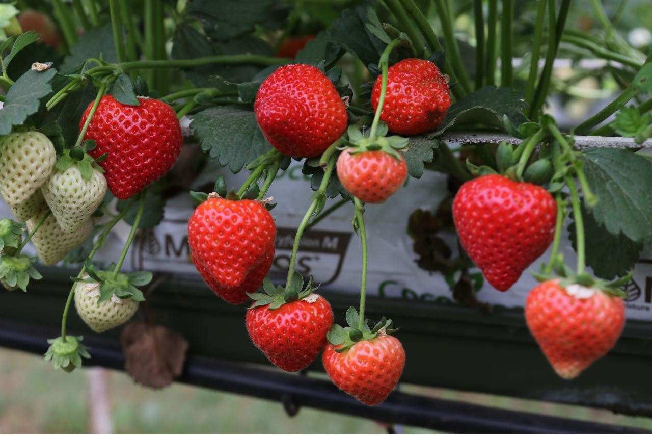 The Malling Ace strawberries at NIAB EMR