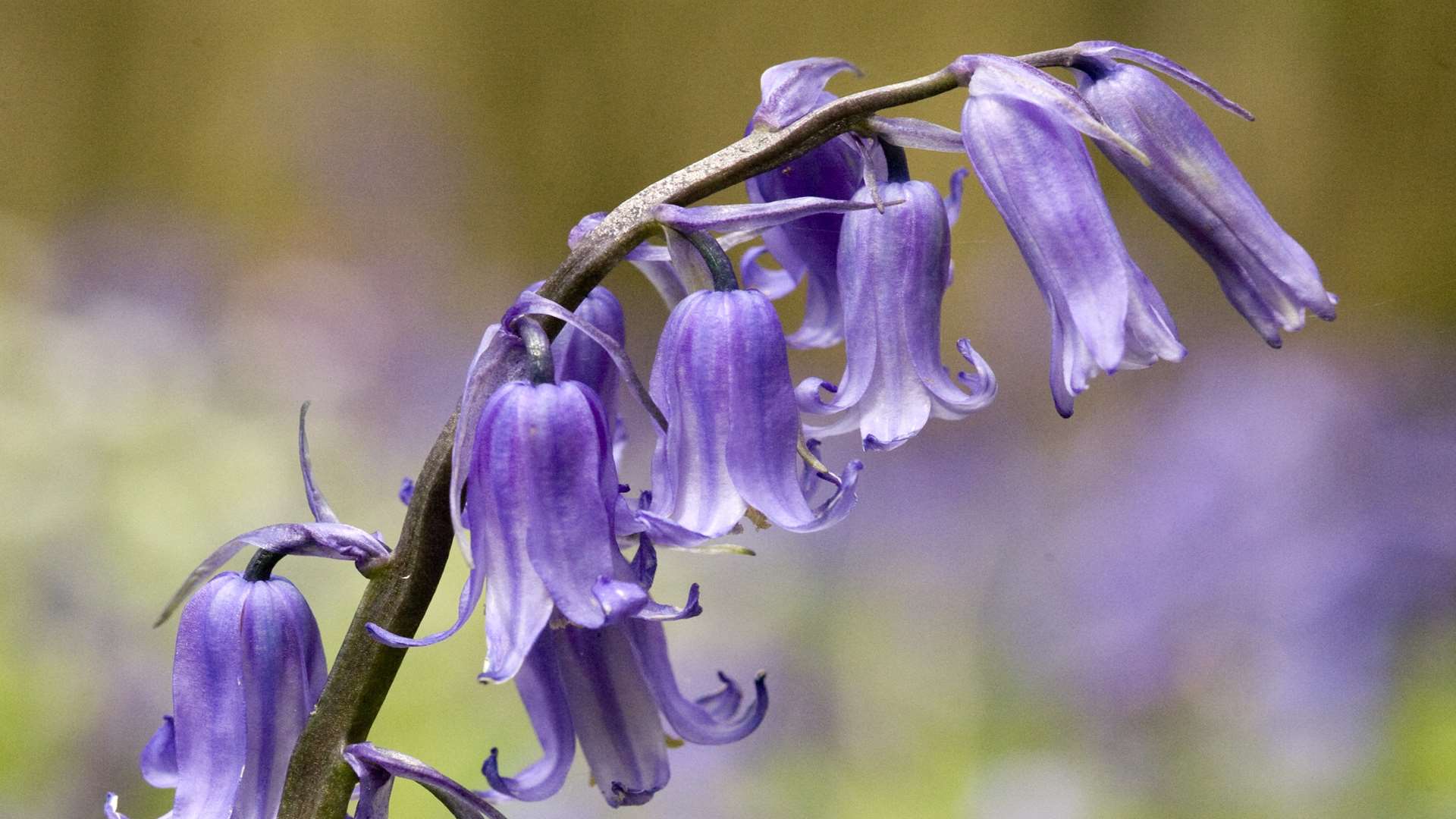 Bluebells are bloom across Kent Picture: Ruth Cuerden