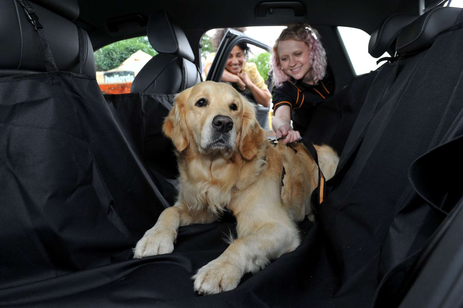 It is important that your pet is strapped in or secured when travelling in the car. Picture: Mikal Ludlow