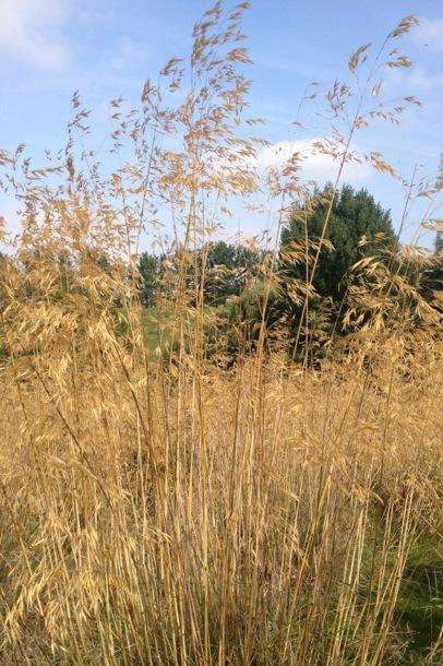 Grasses of stipa gigantea in the Miz Maze, Mount Ephraim Gardens, Hernhill