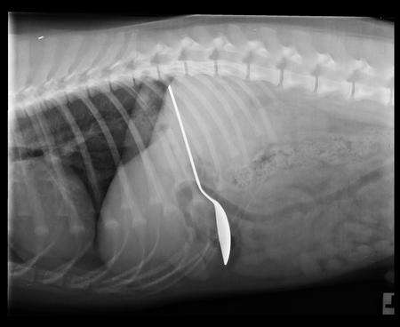 The spoon found inside Scooby the dog during an X-ray.