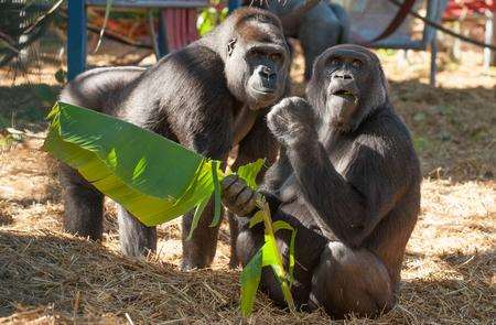 Tamidol and Sanki get stuck in to the edible garden at Howletts. Picture: Dave Rolfe.