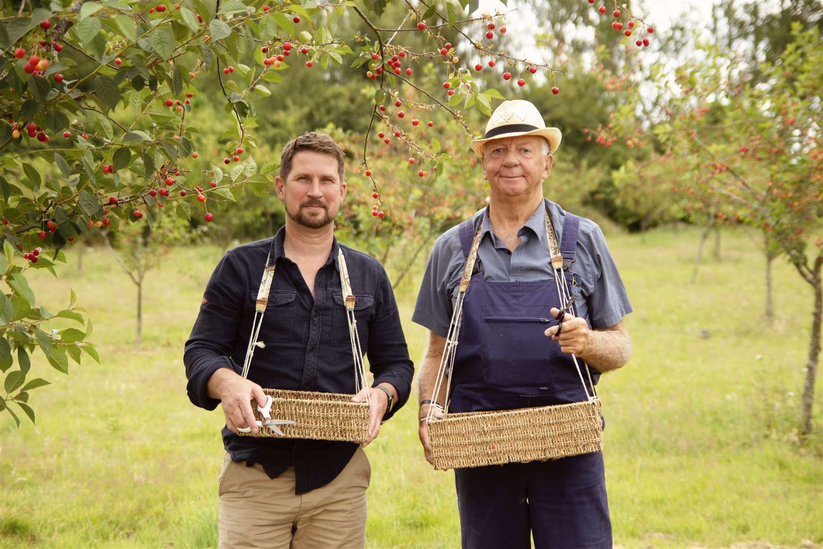 Maidstone Distillery co-founder and head Ddistiller, Darren Graves collecting Morello cherries with orchard owner Kevin Barrett at Ludgate Orchard in Lynsted
