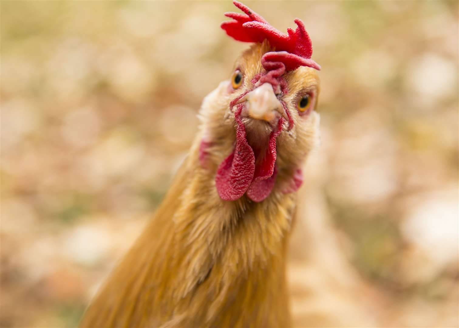 Five chickens have been killed in an attack at a farm. Stock Image